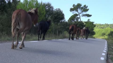 horses equine herd wild animals