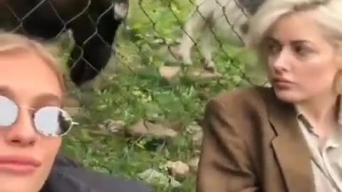Goat hit very hard to a Girl while they are making video