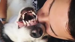 Vocal husky mimics owner's growling sounds