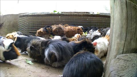 Guinea pigs having a feast