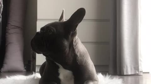 Frenchbulldog farts while attempting leave it challenge.