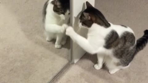 Cat loving his reflection