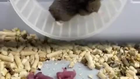hamster and hamsters