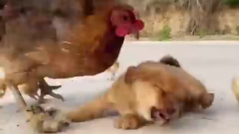 Chicken attacking puppy for eating its egg