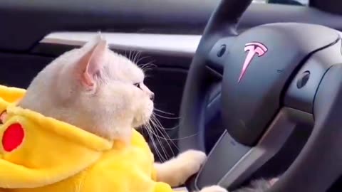 Cat drive a Car 🚗 Funny video 😂🤣 #shorts #rumble