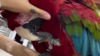 Jack the Greenwing Macaw always a camera star