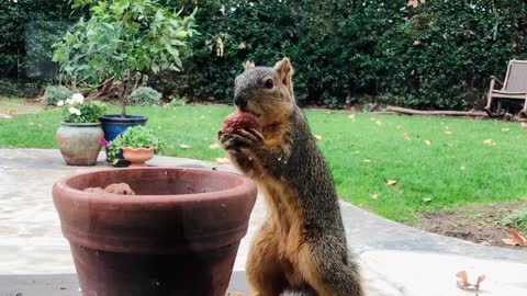 Squirrel trying to take a walnut just the right way