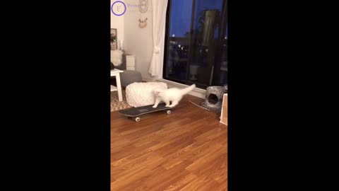 Cat Compilation Tik Tok