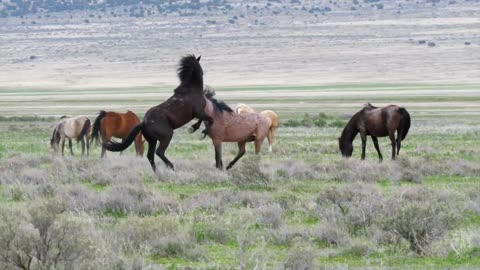 slow motion of wild horses fighting at the west desert utah hlzgvttu6l 1080 D