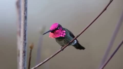 The most beautiful birds moroco