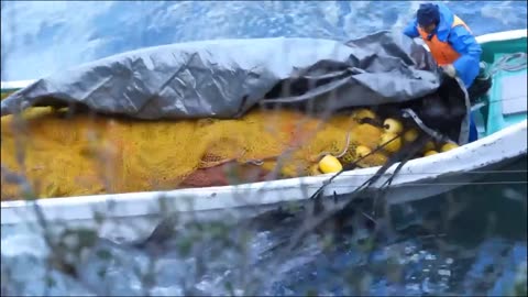 Taiji Japan. A pod of 25-28 Melon-headed Whales killed