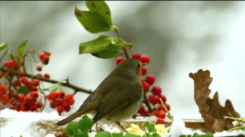 Cute Robin Bird Feeding│Funny Birds