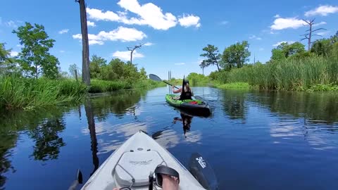 Filming alligators up-close