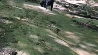 dogs having fun in the forest