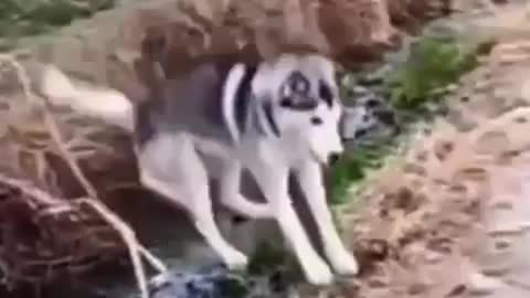 dog masti | Funny video | Viral video | Funny meme | Whatsapp status | Whatsapp video | Viral file