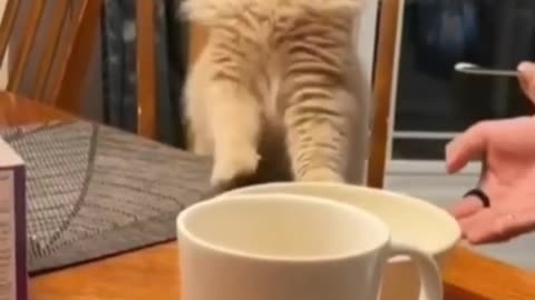 Best Funny Cat Videos / Funny Cat Moments 🐱 Funny Animals Paradise