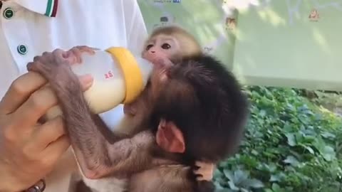 The breeder feeds the baboon like a mother