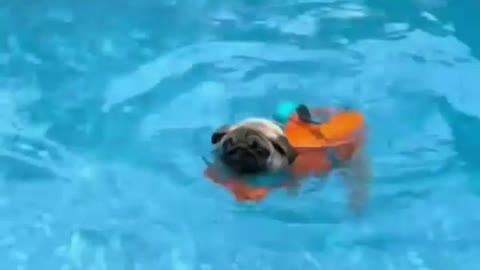 First time swimming🏊 the pug