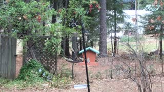 Birds feeding before the snow