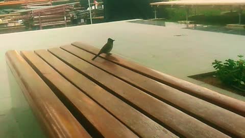 Sparrow Birds Season