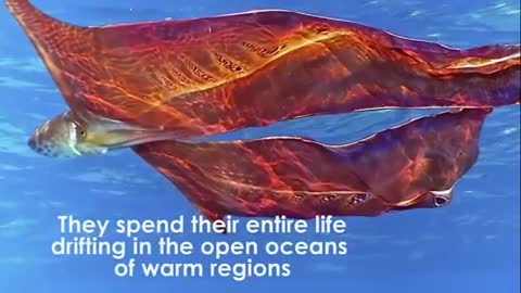 10 sea Creatures You Won't Believe Exist [1080p Available]