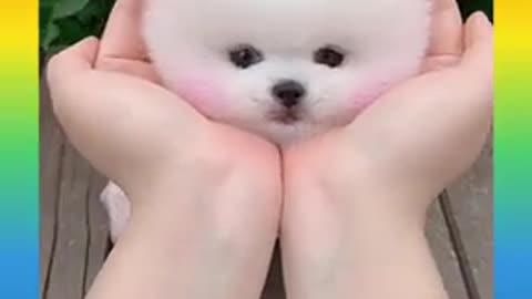 Funny cute baby dogs video