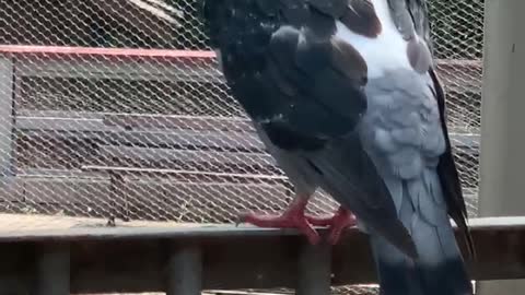 A pigeon that cherishes its feathers