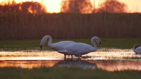Two Swans being Lovebirds in the Sunset!