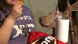 Sneaky Doberman Tries to Steal Dorito