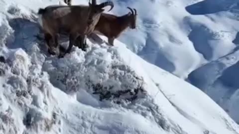 King of the ALPS (IBEX)