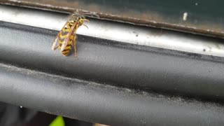 Wasp Cleaning Itself