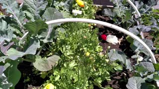 Growing Food in Small Urban Spaces - Urban Gardening