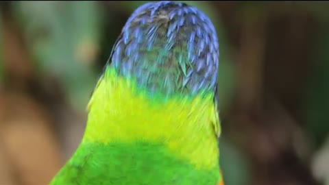 Cute Parrot Hungry talking parrot plans a dinner buffet