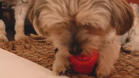 I brought my dog to a basketball game!