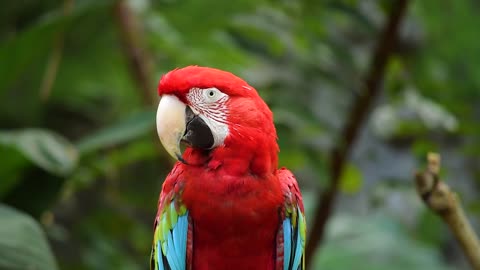 One of the most beautiful birds is the feathered and frilled parrot shape