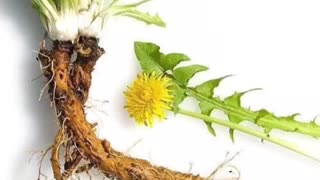 Kidney healthy herbs