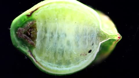 Skiff Moth Caterpillar in Motion