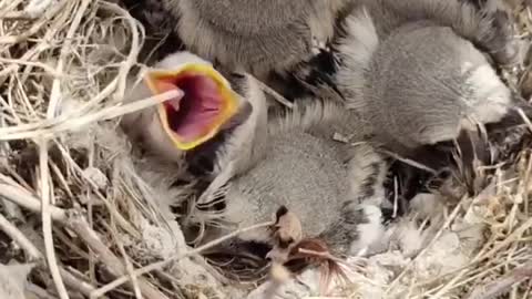 baby bird food - lizards