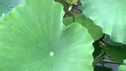Water droplets on lotus leaves are like pearls