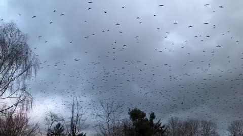 Huge Murder Of Crows Takes off Overhead