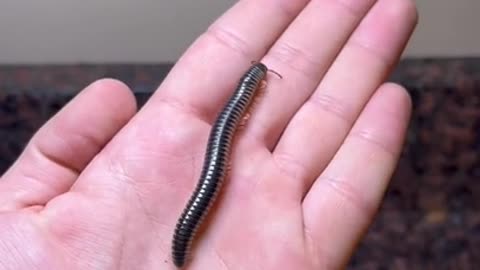 The growth of a Millipede