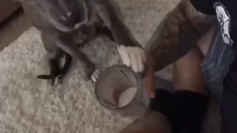 Pitbull trying to steal a sip