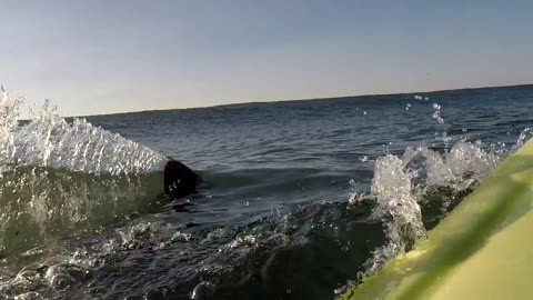 Surfer Has A Close Encounter With A Great White Shark
