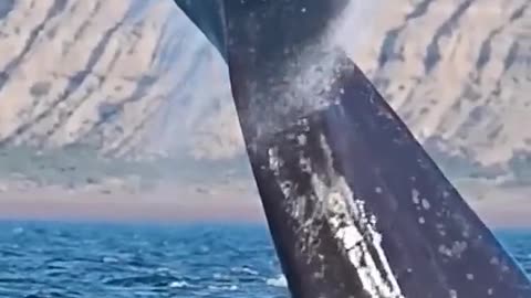 Whales, dolphins