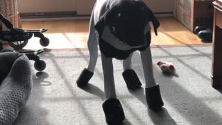Labrador utterly embarrassed with her new snowsuit