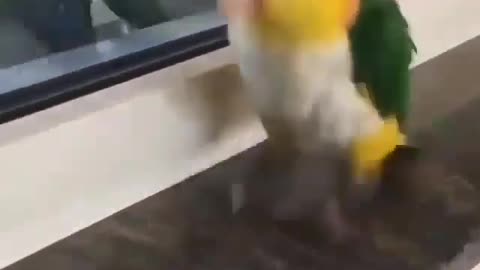 A parrot walks on the marble in a beautiful way
