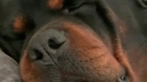 Rottweiler sleeping and sniffing at the same time