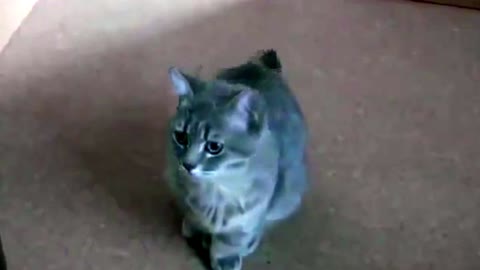 Grey and white cat meowing unbelievably cute