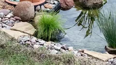 My Backyard Pond