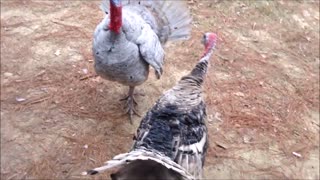 Kung Fu Turkeys